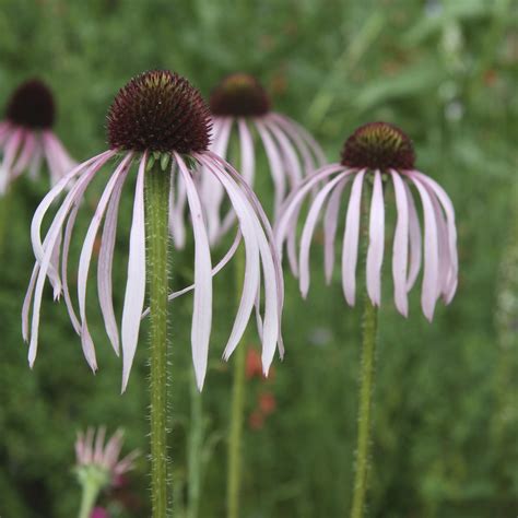 Echinacea Pallida Flower X 40 Seeds Echinacea Flower Seeds