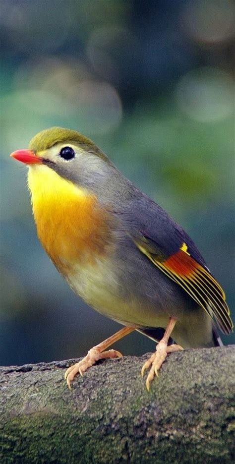 Pin By Kurdistan Median Empire On Nature Animals Wild Pet Birds