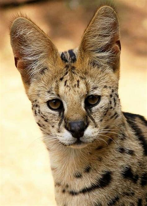 Serval Leptailurus Serval Serval Cats Serval Wild Cats