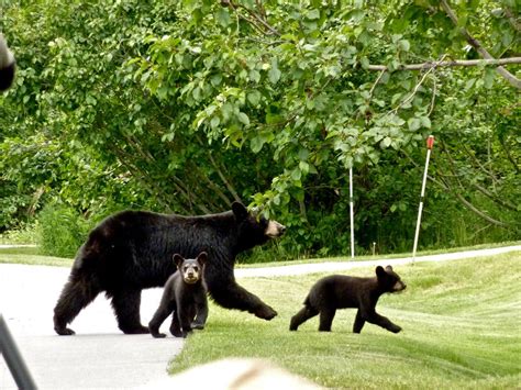 Black Bear Study Upends Some Popular Perceptions The New York Times