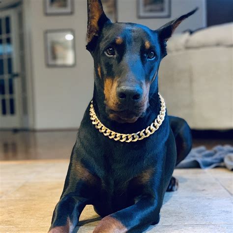 The Notorious Dog Gold Chain Pet Necklace Luxury Dog Collars
