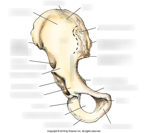Anterior Aspect Of Right Hip Bone 81 1 Diagram Quizlet