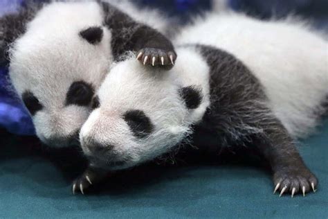 Giant Panda Off Endangered List As Chinas Conservation Pays Off New