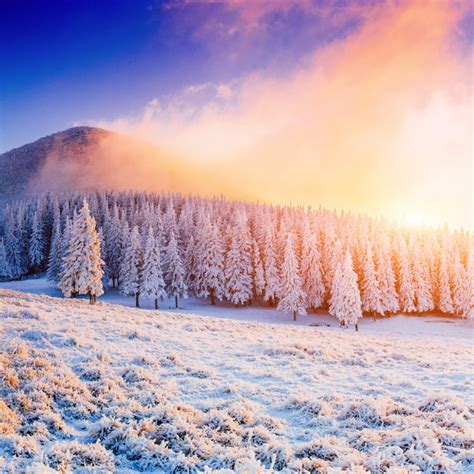 Premium Photo Sunny Winter Landscape