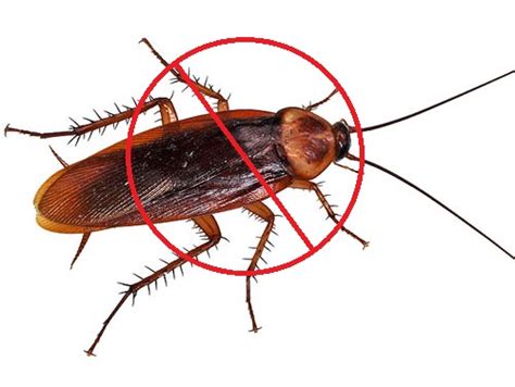 Cockroaches Pest Control Toronto