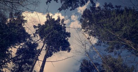 Bottom View Of Trees Under White Clouds · Free Stock Photo