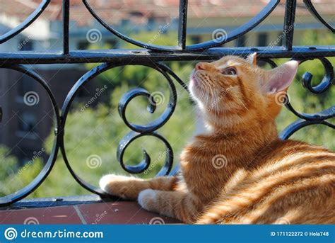 Ginger Cat On The Balcony Stock Photo Image Of Adorable 171122272