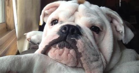 15 Signs That Indicate Youre A Crazy Bulldog Person And