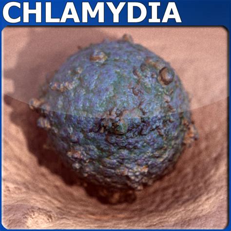 Chlamydia 3d Models