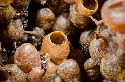 Healthy Sugar Origin In Stingless Bee Honey Revealed Queensland