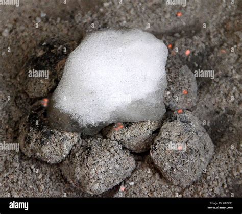 Snowball In Hell Snowball Melts On Hot Charcoals Stock Photo Alamy