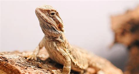 Pin By Baby Bearded Dragon On Raising Bearded Dragons