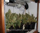Marijuana Grow Closet Setup Images