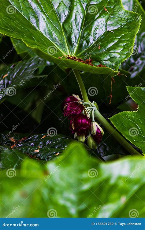 Wild Mandrake Or Asian Mayapple Plant With Flowers And Leaves Stock