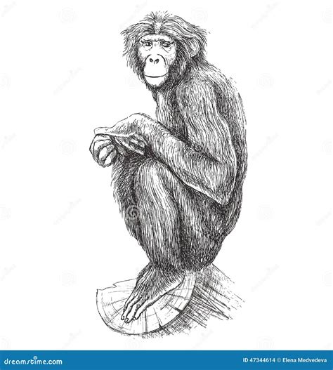 Scimmia Illustrazione Vettoriale Illustrazione Di Mammifero 47344614
