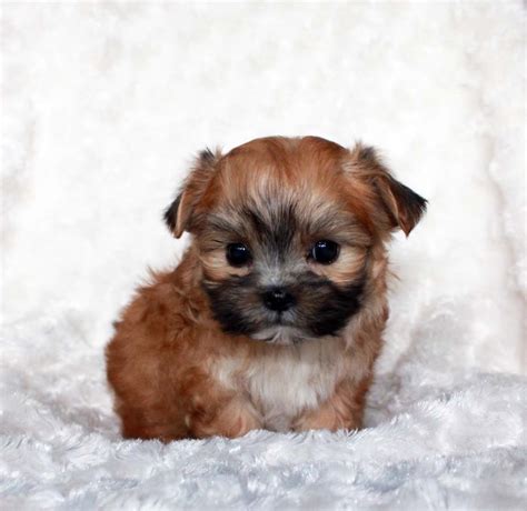 Find great deals on ebay for teacup puppies for sale. Micro Teacup Morkie Puppy For sale! XX Cobby and square ...