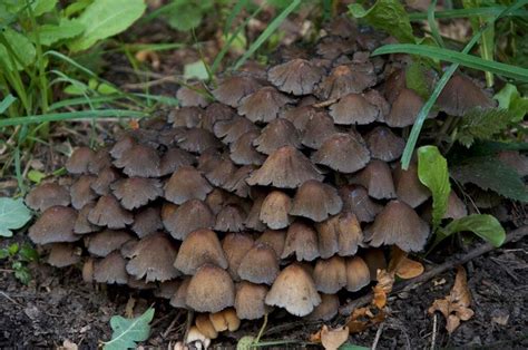 7 Poisonous Mushrooms And What Happens If You Eat Them