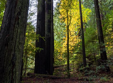 Video Californias Redwood Forests Connected Traveler