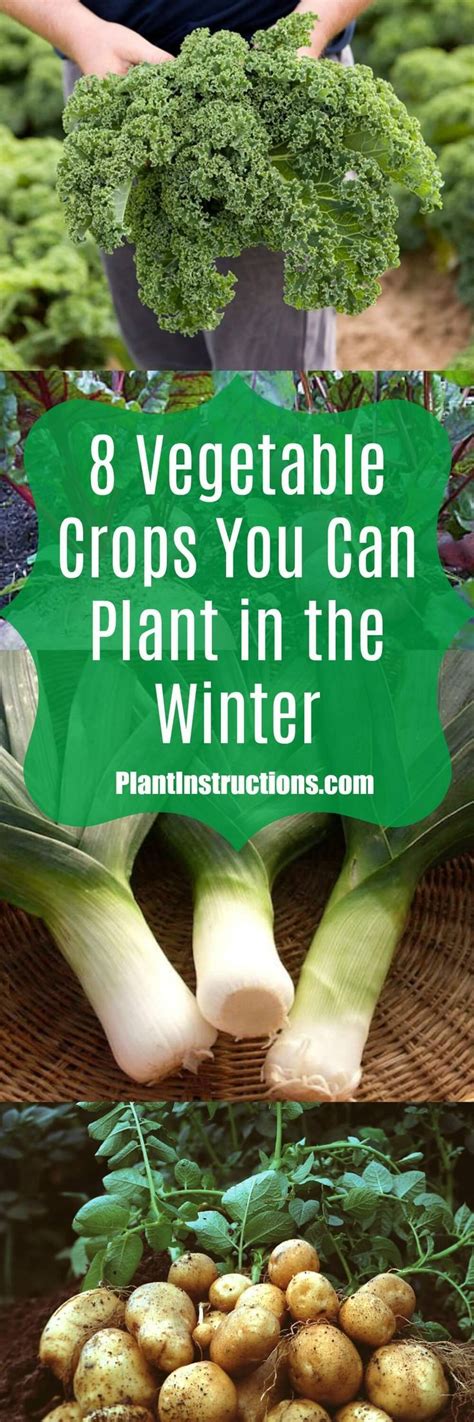 12 Winter Gardening Crops You Need To Plant Winter Plants Winter