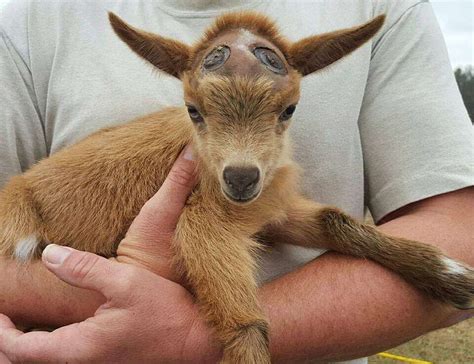 Goat Who Lost Horns Wears Hats While Healing The Dodo