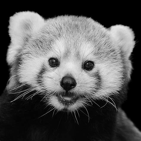 Design greeting card for valentine's. Black And White Red Panda With Black Background Photograph ...