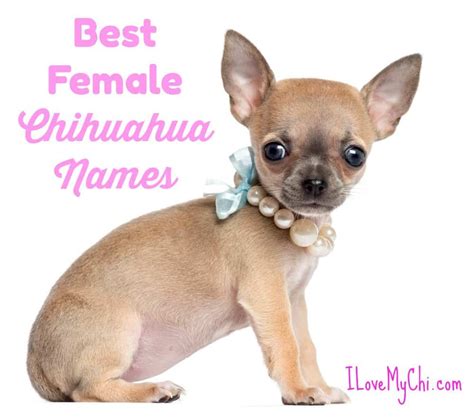 With taco, pepper, biscuit, cookie, ginger, and more showing up in the top 100, it's clear that this breed is associated with the good things in life. Best Female Chihuahua Names | I Love My Chi