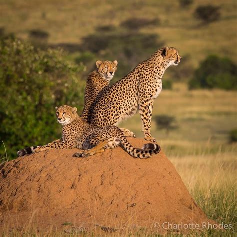 African Savanna Cheetah Pets Lovers