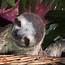 Sloth News A Mate For Moe And Sloths On The Go In Costa Rica 