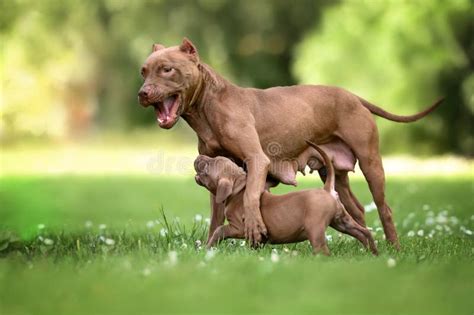 How Do Mother Dogs Show Affection To Puppies