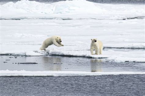 Two Polar Bear Cubs Playing On The Ice North Of Svalbard In The