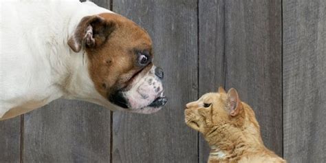 Cat People Vs Dog People Cant We All Get Along Huffpost