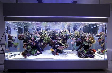 Dsps Tank From Thailand 1000 Gallon Page 165 Reef Central Online