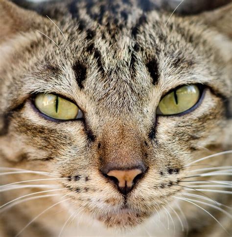 Premium Photo Close Up Portrait Of Thai Cat Amber Eyes