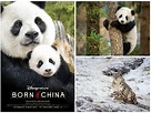 Disneynature’s “Born in China” Welcomes John Krasinski as Narrator # ...