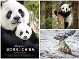 Disneynature’s “Born in China” Welcomes John Krasinski as Narrator # ...