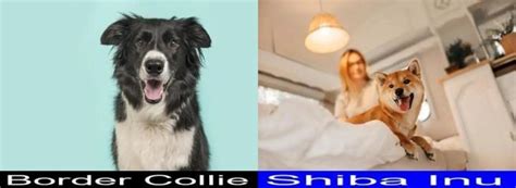Differences And Similarities Between The Border Collie And The Shiba