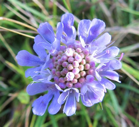 Scabious Scabious In Flower At Yoesden Bank 22102014 Sueaishling
