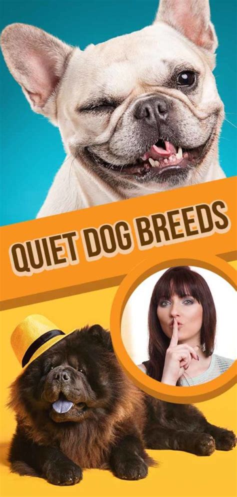 Quiet Dog Breeds The Dogs Least Likely To Bark And Whine