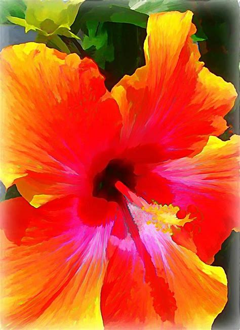 Sunset Hibiscus Digital Art By Anne Sterling Fine Art America