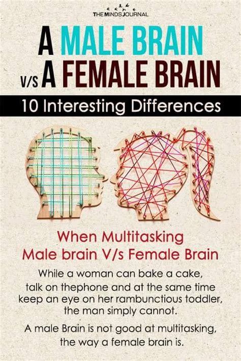A Male Brain V S A Female Brain Interesting Differences Human