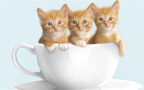 Adorable Cute Cats High Definition Wallpaper Desktop Hd Wallpaper