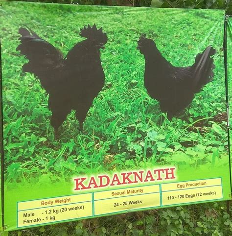 Kadaknath Murgi Chicken At Rs 900kilogram In Saoner Id 19933358362
