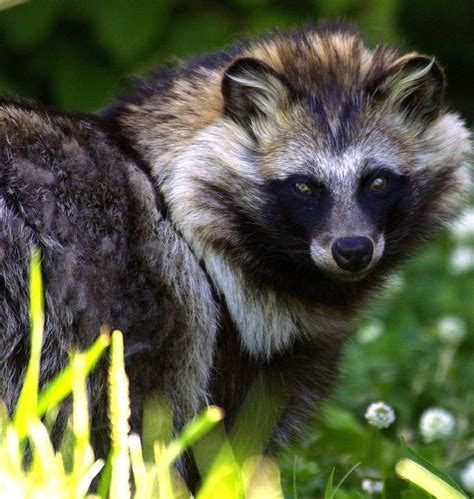 Raccoon Dog Interesting Facts Separation Anxiety In Dogs At Night Gsd
