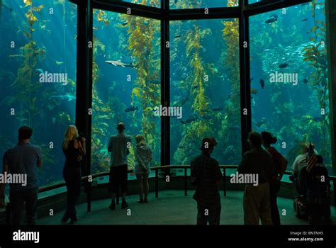 Visitors To The Monterey Bay Aquarium View A Kelp Forest With Its