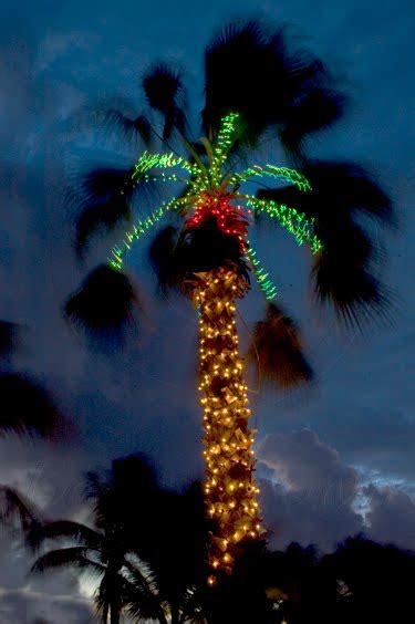 Phillips Natural World Christmas Palm Trees