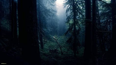 10 Top Dark Forest Hd Wallpaper Full Hd 1920×1080 For Pc