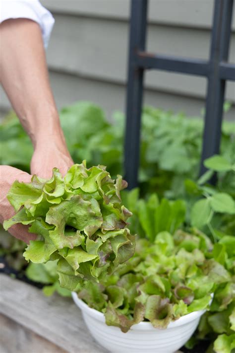 How To Grow Lettuce In An Organic Salad Garden Gardenary