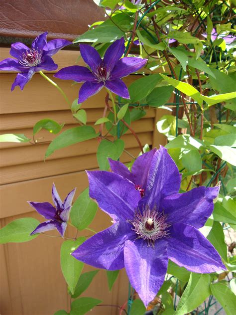 How To Grow Clematis Plants Successfully Clematis Plants Plants
