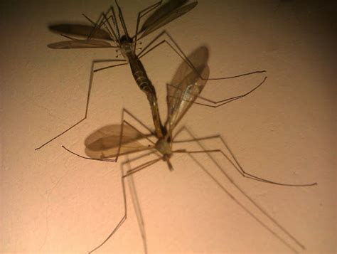 Mosquito Hawk Mating Project Noah