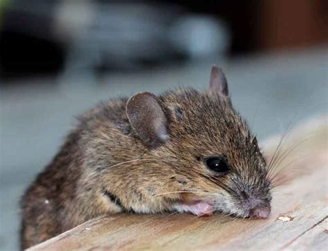 What Types Of Mice Are In The Uk • Pest Tech • Pest Control Maidstone